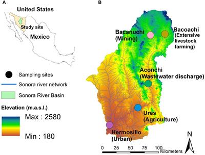 Batrachochytrium dendrobatidis and Hannemania mite’s relationships with Mexican amphibians in disturbed environments